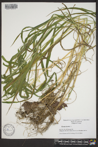 Elymus hystrix image