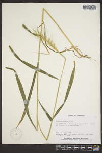 Elymus hystrix image