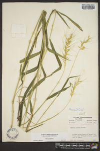 Elymus hystrix image