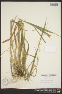 Elymus hystrix image