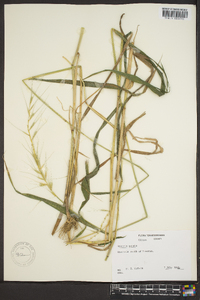 Elymus hystrix image