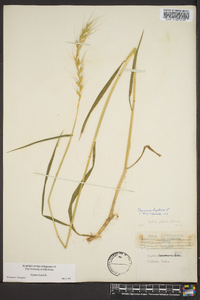 Elymus hystrix image