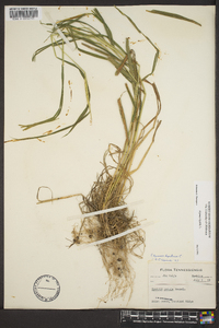 Elymus hystrix image