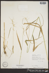 Elymus hystrix image