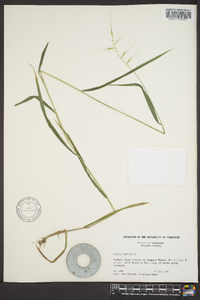 Elymus hystrix image