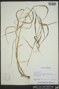 Elymus svensonii image
