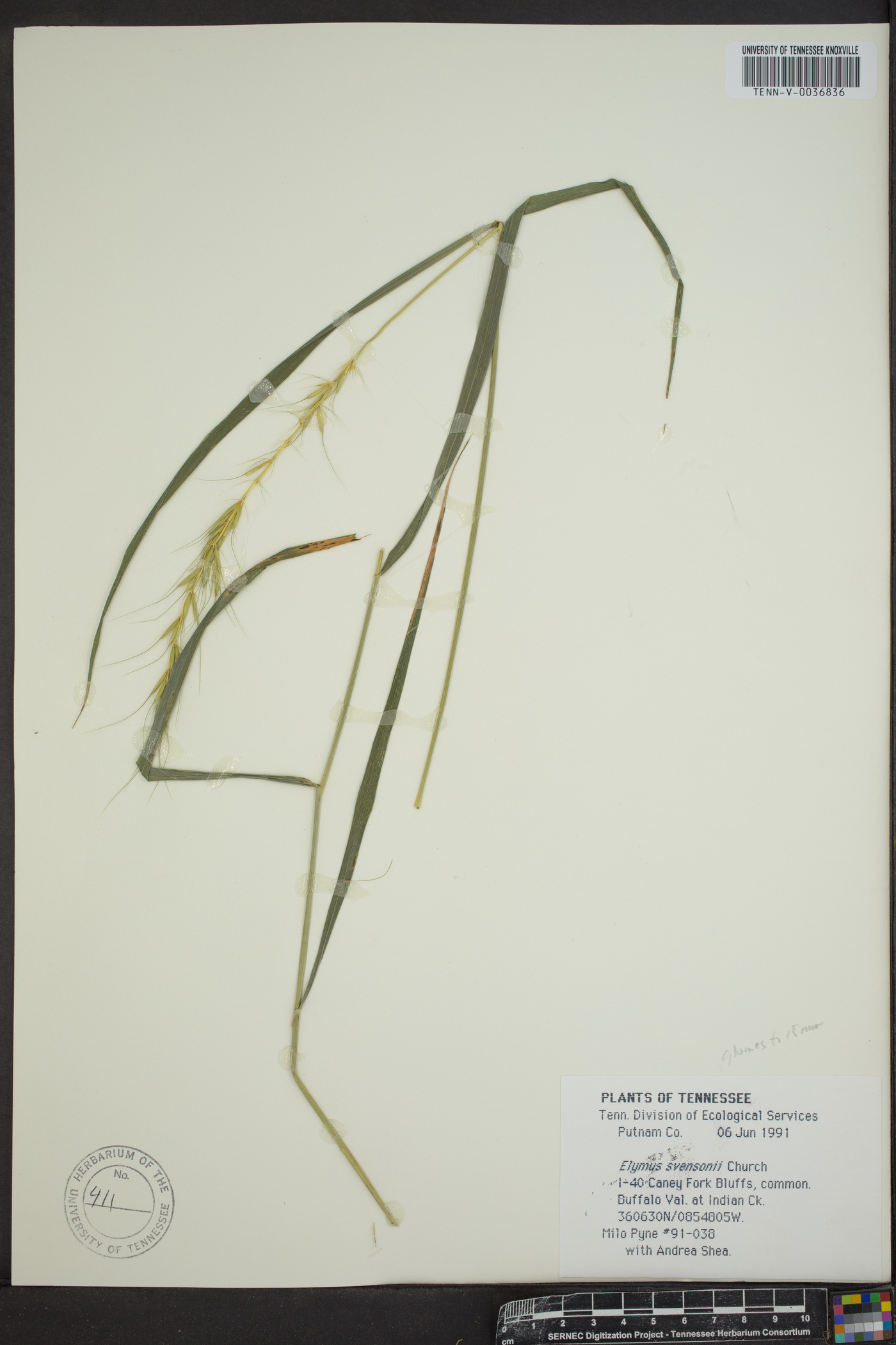 Elymus svensonii image