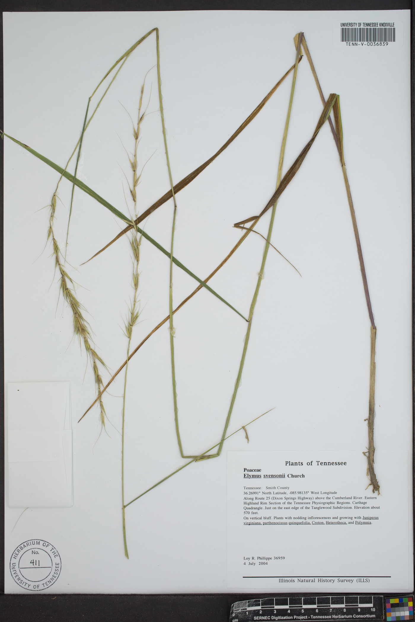 Elymus svensonii image