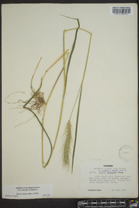 Elymus villosus image