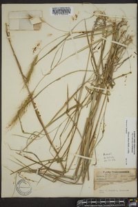 Elymus villosus image