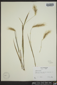 Elymus villosus image