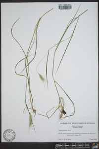 Elymus villosus image