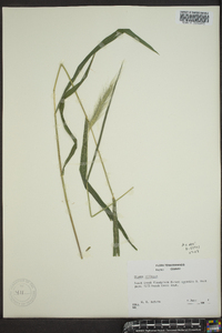 Elymus villosus image