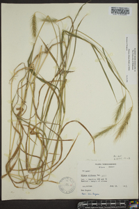 Elymus villosus image