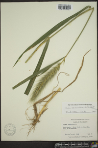 Elymus glabriflorus image