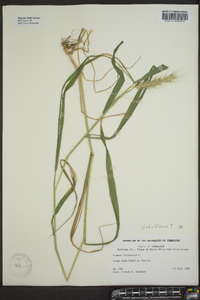 Elymus hystrix image