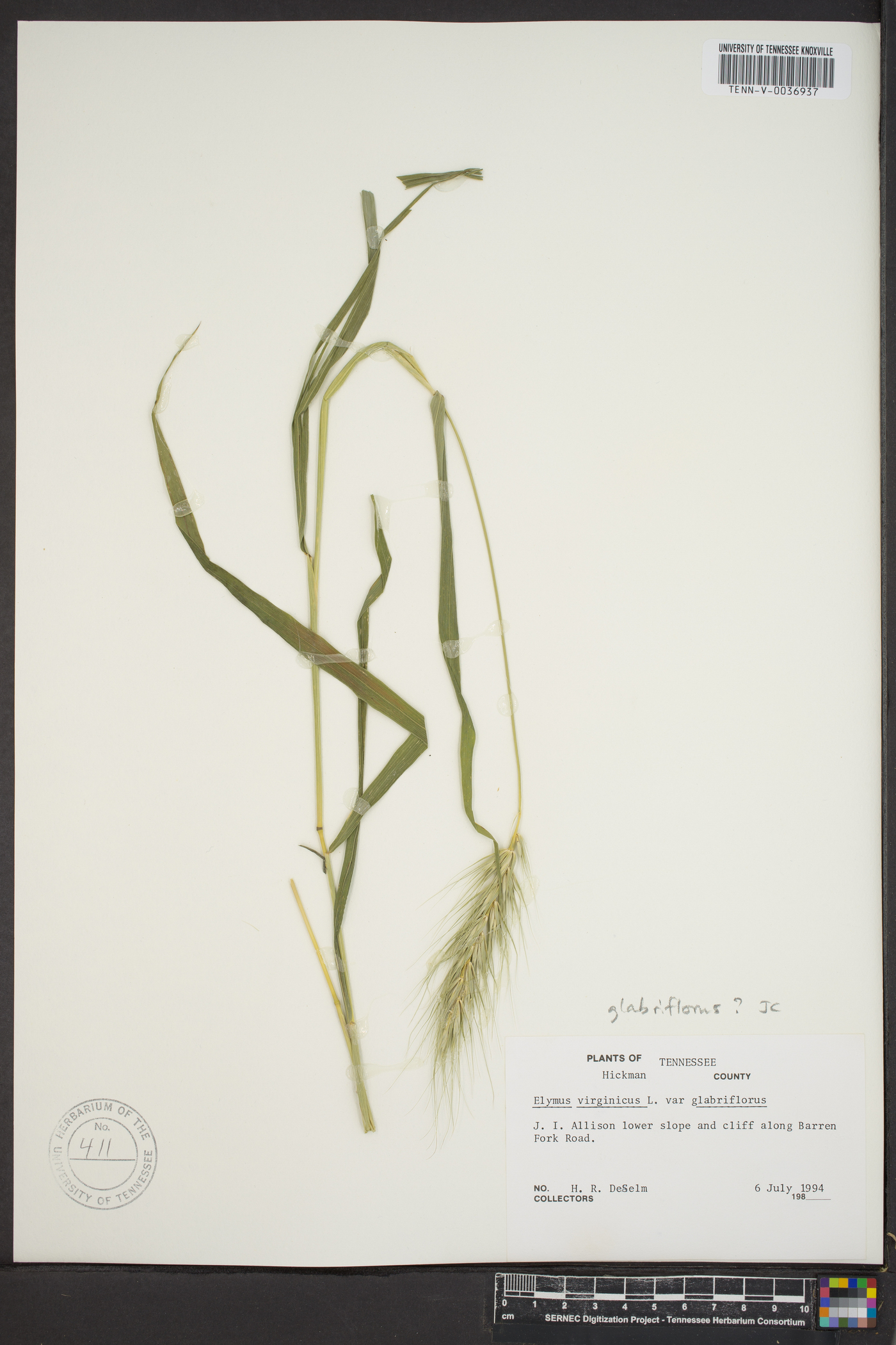 Elymus glabriflorus image