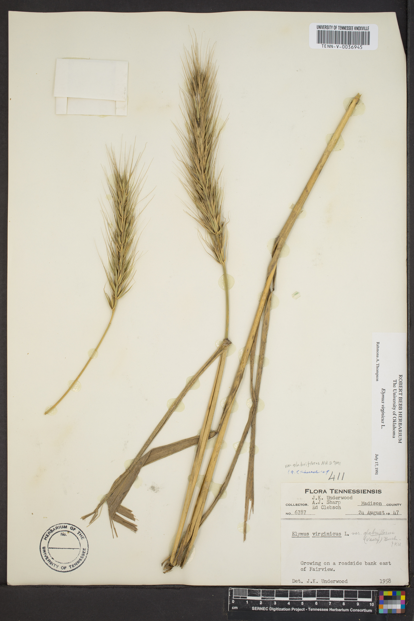 Elymus glabriflorus image
