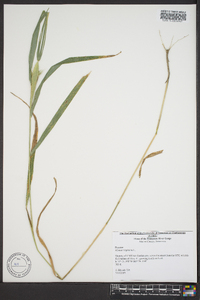 Elymus glabriflorus image