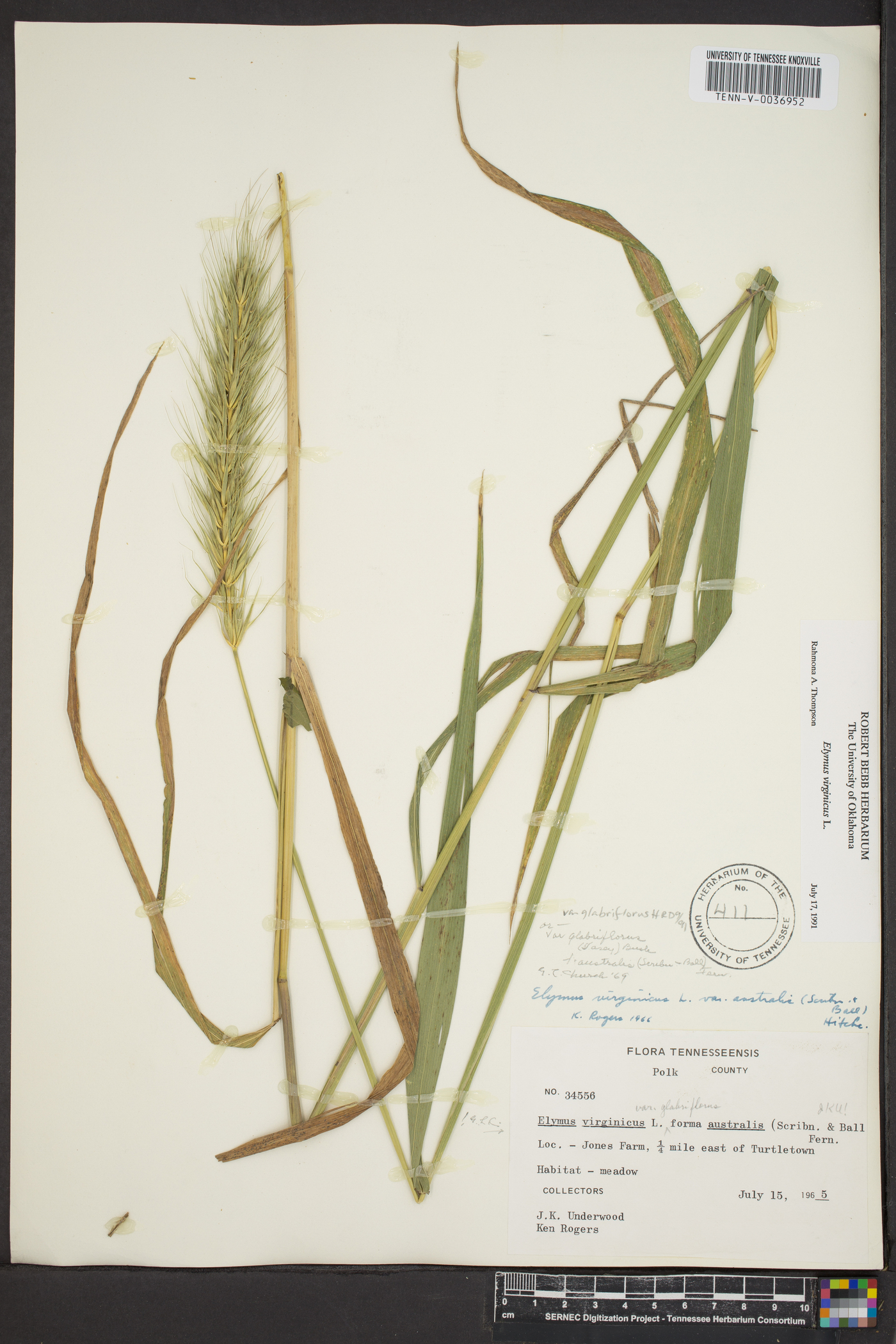 Elymus glabriflorus image