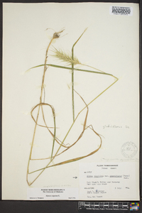 Elymus glabriflorus image