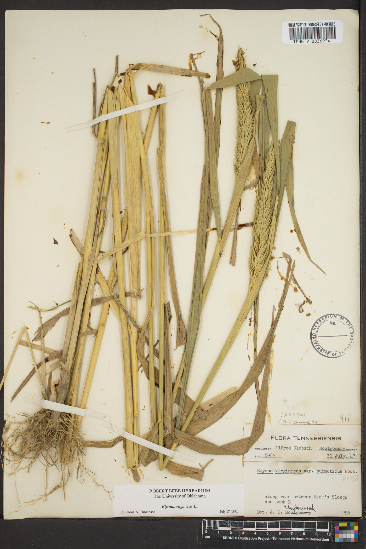 Elymus curvatus image