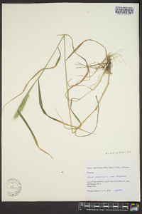 Elymus virginicus var. virginicus image