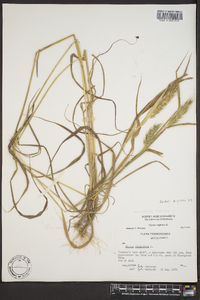 Elymus virginicus var. virginicus image