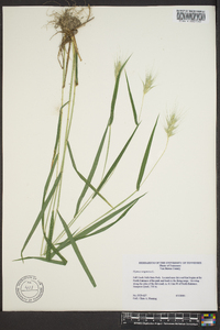 Elymus virginicus var. virginicus image