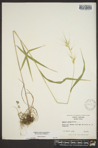 Elymus hystrix image