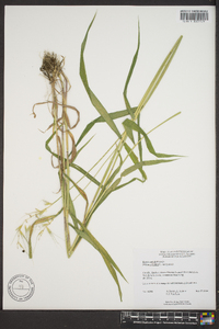 Elymus hystrix image