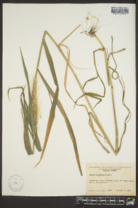 Elymus riparius image