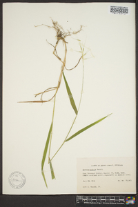 Elymus hystrix image