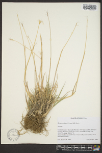 Elymus scribneri image