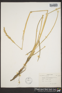 Image of Elymus villosissimus
