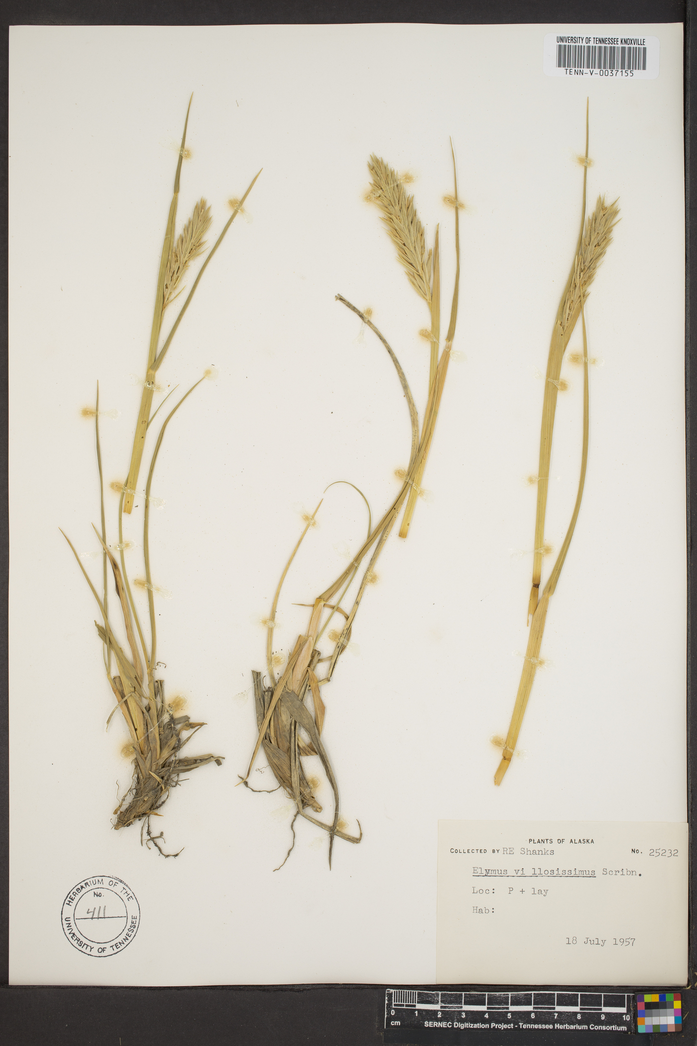 Elymus villosissimus image