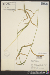 Elymus villosus image