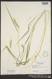 Elymus villosus image