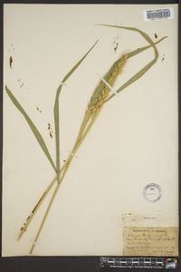 Elymus villosus image