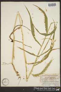 Elymus wiegandii image