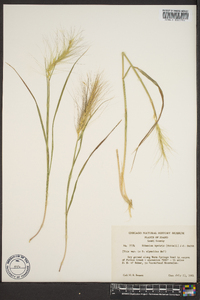 Elymus elymoides subsp. elymoides image