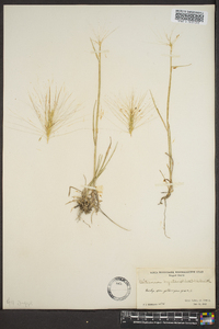 Elymus elymoides subsp. elymoides image