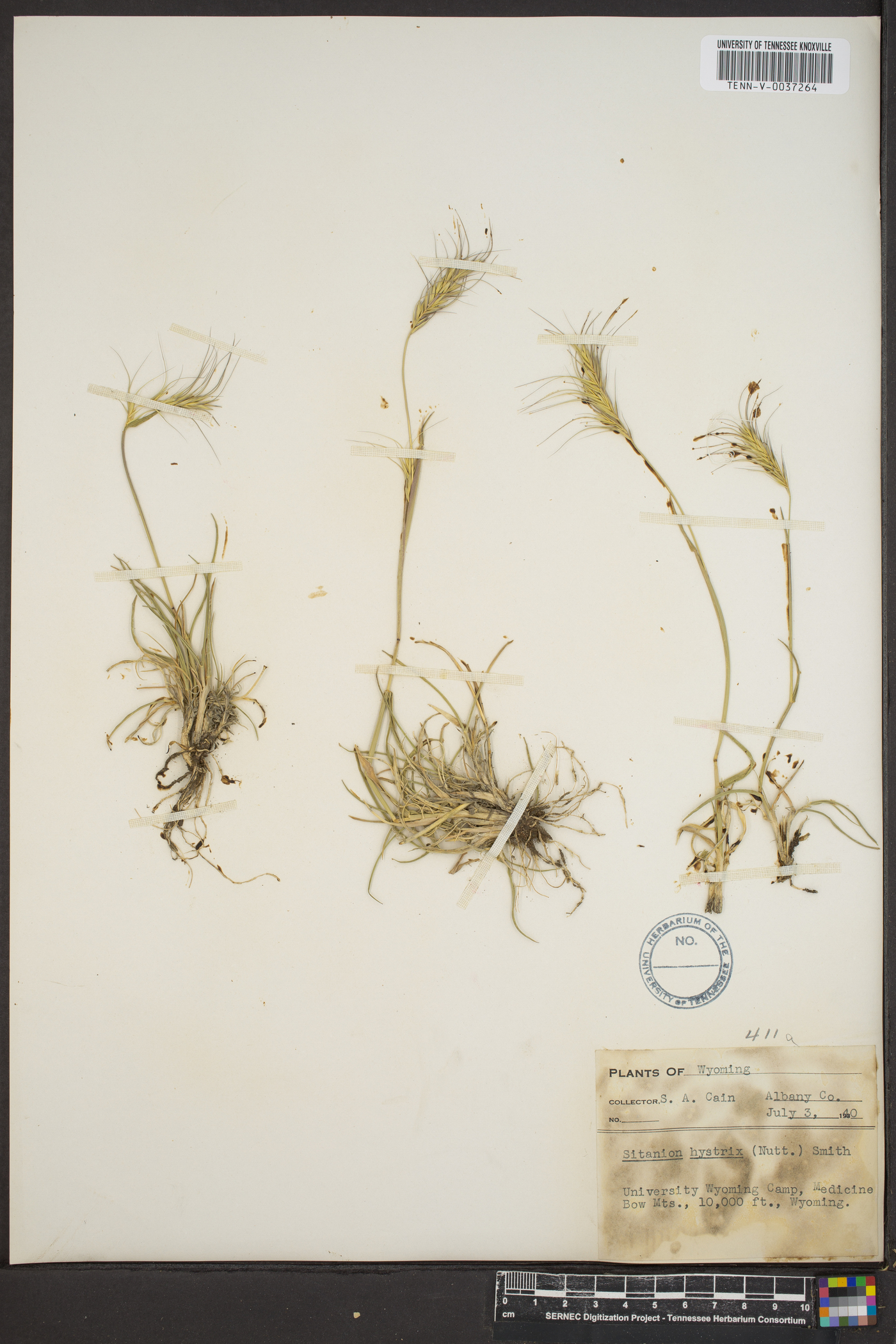 Elymus elymoides subsp. elymoides image