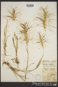 Elymus elymoides subsp. elymoides image