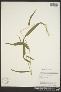 Elymus hystrix image