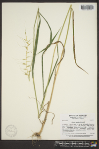 Elymus hystrix image