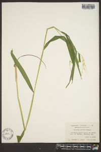 Elymus hystrix image