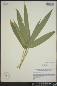 Arundinaria gigantea image