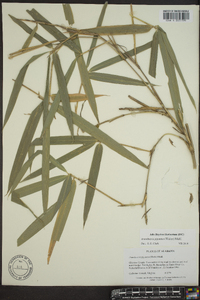 Arundinaria gigantea image
