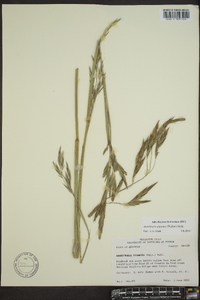 Arundinaria gigantea image